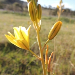 Bulbine bulbosa (Golden Lily) at Theodore, ACT - 18 Oct 2014 by michaelb