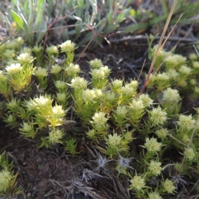 Scleranthus diander (Many-flowered Knawel) at Theodore, ACT - 18 Oct 2014 by MichaelBedingfield