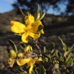 Hibbertia obtusifolia (Grey Guinea-flower) at Theodore, ACT - 18 Oct 2014 by michaelb