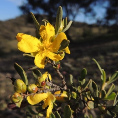 Hibbertia obtusifolia (Grey Guinea-flower) at Tuggeranong Hill - 18 Oct 2014 by michaelb