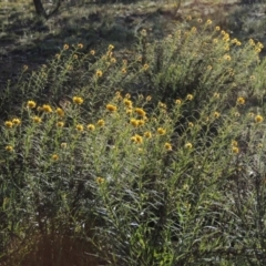 Xerochrysum viscosum (Sticky Everlasting) at Tuggeranong Hill - 18 Oct 2014 by michaelb