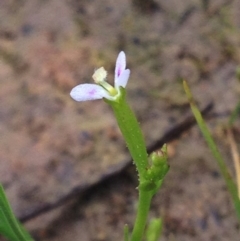 Stylidium despectum (Small Trigger Plant) at Tharwa, ACT - 21 Oct 2014 by APB