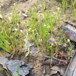 Stylidium despectum at Tharwa, ACT - 21 Oct 2014 03:50 PM