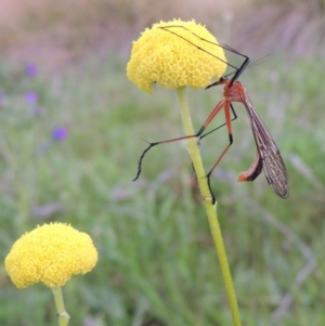 Craspedia variabilis at Theodore, ACT - 6 Oct 2014