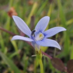 Isotoma fluviatilis subsp. australis (Swamp Isotome) at Rob Roy Range - 18 Oct 2014 by michaelb