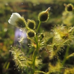 Drosera gunniana (Pale Sundew) at Tuggeranong DC, ACT - 18 Oct 2014 by MichaelBedingfield