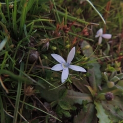 Isotoma fluviatilis subsp. australis (Swamp Isotome) at Rob Roy Spring 1(M) - 18 Oct 2014 by michaelb