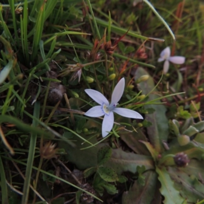 Isotoma fluviatilis subsp. australis (Swamp Isotome) at Tuggeranong DC, ACT - 18 Oct 2014 by MichaelBedingfield