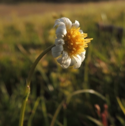 Calotis anthemoides (Chamomile Burr-daisy) at Rob Roy Spring 1(M) - 18 Oct 2014 by michaelb