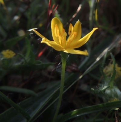 Hypoxis hygrometrica (Golden Weather-grass) at Tuggeranong DC, ACT - 18 Oct 2014 by michaelb