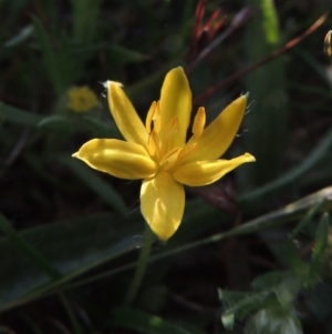 Hypoxis hygrometrica at Rob Roy Spring 1(M) - 18 Oct 2014