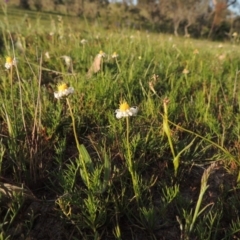 Calotis anthemoides (Chamomile Burr-daisy) at Rob Roy Range - 18 Oct 2014 by michaelb