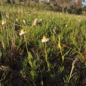 Calotis anthemoides at Tuggeranong DC, ACT - 18 Oct 2014 06:39 PM