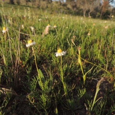 Calotis anthemoides (Chamomile Burr-daisy) at Tuggeranong DC, ACT - 18 Oct 2014 by MichaelBedingfield