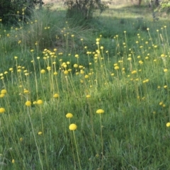 Craspedia variabilis (Common Billy Buttons) at Tuggeranong DC, ACT - 18 Oct 2014 by michaelb