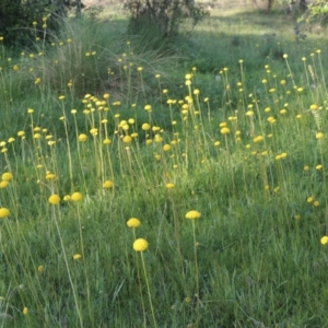 Craspedia variabilis at Tuggeranong DC, ACT - suppressed