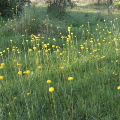 Craspedia variabilis (Common Billy Buttons) at Tuggeranong DC, ACT - 18 Oct 2014 by michaelb