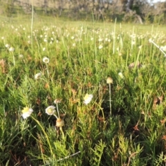 Calotis anthemoides (Chamomile Burr-daisy) at Rob Roy Spring 1(M) - 18 Oct 2014 by michaelb