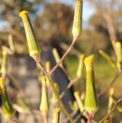 Senecio quadridentatus (Cotton Fireweed) at Rob Roy Spring 1(M) - 18 Oct 2014 by michaelb