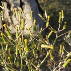 Senecio quadridentatus at Tuggeranong DC, ACT - 18 Oct 2014 06:50 PM