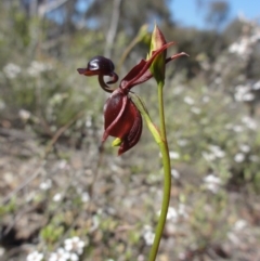 Caleana major (Large Duck Orchid) at QPRC LGA - 22 Oct 2014 by KGroeneveld