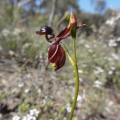 Caleana major (Large Duck Orchid) at Mount Jerrabomberra - 22 Oct 2014 by KGroeneveld