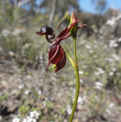 Caleana major (Large Duck Orchid) at Mount Jerrabomberra - 22 Oct 2014 by KGroeneveld