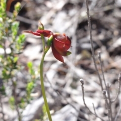 Caleana major at Jerrabomberra, NSW - suppressed