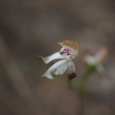 Caladenia moschata (Musky Caps) at Mount Majura - 24 Oct 2014 by AaronClausen