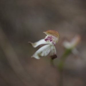 Caladenia moschata at Canberra Central, ACT - 24 Oct 2014