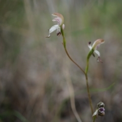 Caladenia moschata at Canberra Central, ACT - 24 Oct 2014