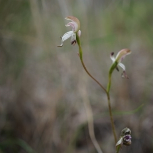 Caladenia moschata at Canberra Central, ACT - 24 Oct 2014