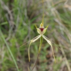 Caladenia atrovespa (Green-comb Spider Orchid) at Hackett, ACT - 24 Oct 2014 by AaronClausen