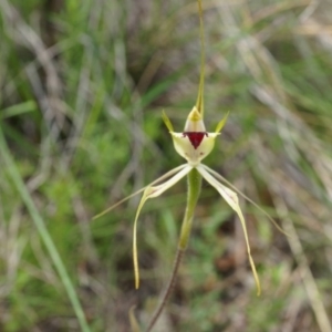 Caladenia atrovespa at Hackett, ACT - 24 Oct 2014