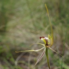 Caladenia atrovespa at Hackett, ACT - 24 Oct 2014