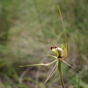 Caladenia atrovespa at Hackett, ACT - 24 Oct 2014