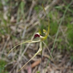 Caladenia atrovespa at Hackett, ACT - 24 Oct 2014