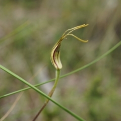 Caladenia atrovespa at Hackett, ACT - 24 Oct 2014