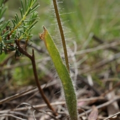 Caladenia atrovespa at Hackett, ACT - 24 Oct 2014