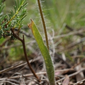 Caladenia atrovespa at Hackett, ACT - 24 Oct 2014