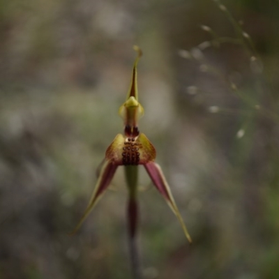 Caladenia actensis (Canberra Spider Orchid) at Mount Majura - 24 Oct 2014 by AaronClausen