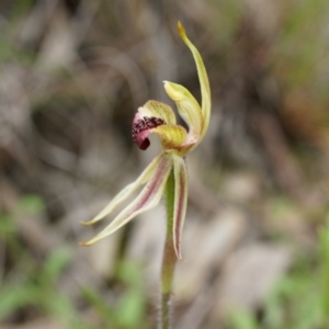 Caladenia actensis at Canberra Central, ACT - suppressed