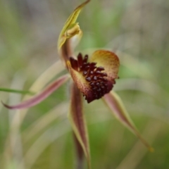 Caladenia actensis (Canberra Spider Orchid) at Mount Majura - 24 Oct 2014 by AaronClausen