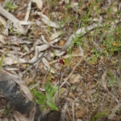 Caladenia actensis (Canberra Spider Orchid) at Mount Majura - 24 Oct 2014 by AaronClausen