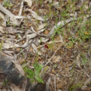 Caladenia actensis at suppressed - suppressed