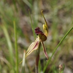 Caladenia actensis (Canberra Spider Orchid) at Canberra Central, ACT - 24 Oct 2014 by AaronClausen