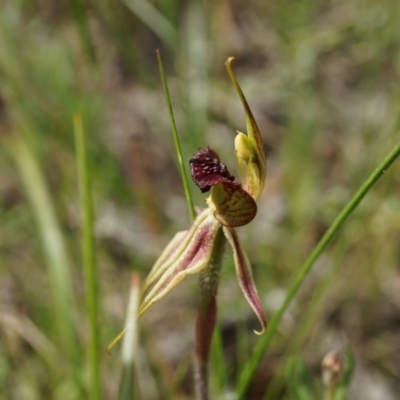 Caladenia actensis (Canberra Spider Orchid) by AaronClausen