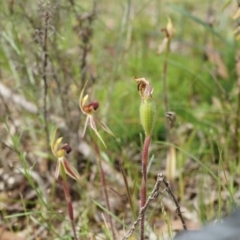 Caladenia actensis (Canberra Spider Orchid) at Mount Majura - 24 Oct 2014 by AaronClausen