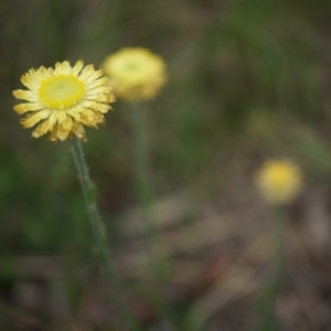 Coronidium scorpioides at Canberra Central, ACT - 24 Oct 2014 02:56 PM