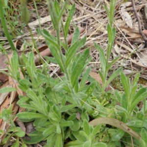 Coronidium scorpioides at Canberra Central, ACT - 24 Oct 2014 02:56 PM